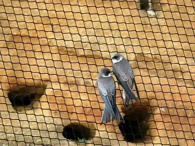 Kuş güvenlik Filesi